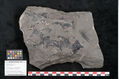 Foto (Objekt + Etikett) von Taeniopteris vittata  (NHMW-GEO-2024-0188-10606)